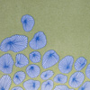 bluejellyflowerspack