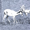 greyraindeer