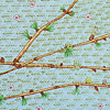 jill-168-western-larch