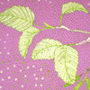 jill-169-oregon-alder