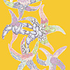 jill-200-starfish-print