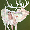 The Wapiti Meadow
