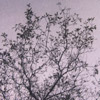 otsu55_tree_postcard