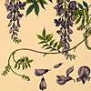 plants-ornament-cards