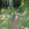 Portland Forest Hikes