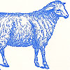 sesame_giftnote_sheep