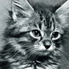 stella-179-like-i-care
