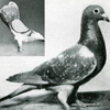 stella-211-sexiest-bird