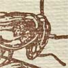 vlad_cockroach